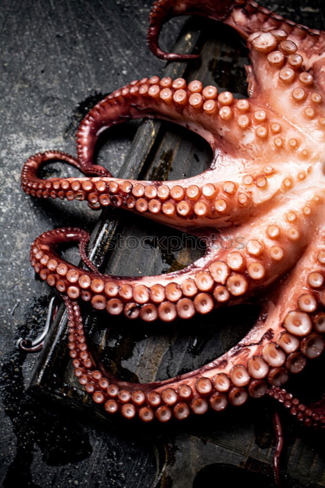 Similar – Image, Stock Photo Octopus 3 Food Seafood