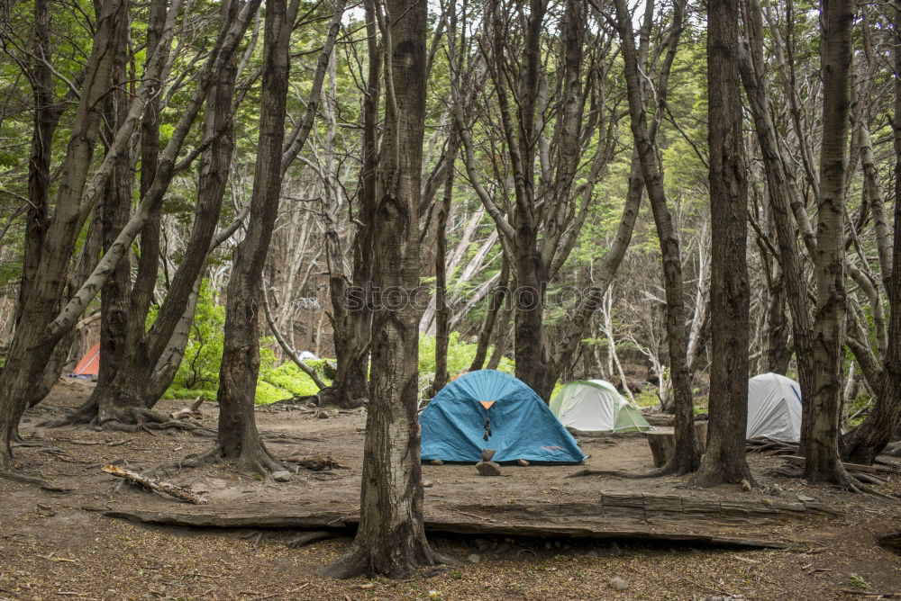 Similar – Orange tent in a pine forest