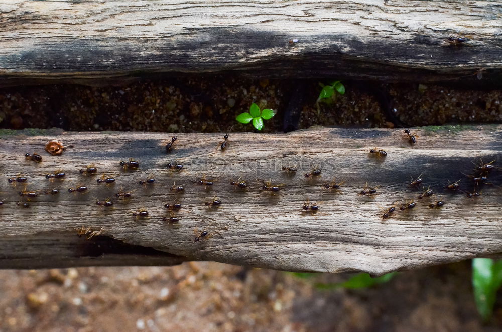 Similar – Young cranberry plant growing out of dead tree stump.