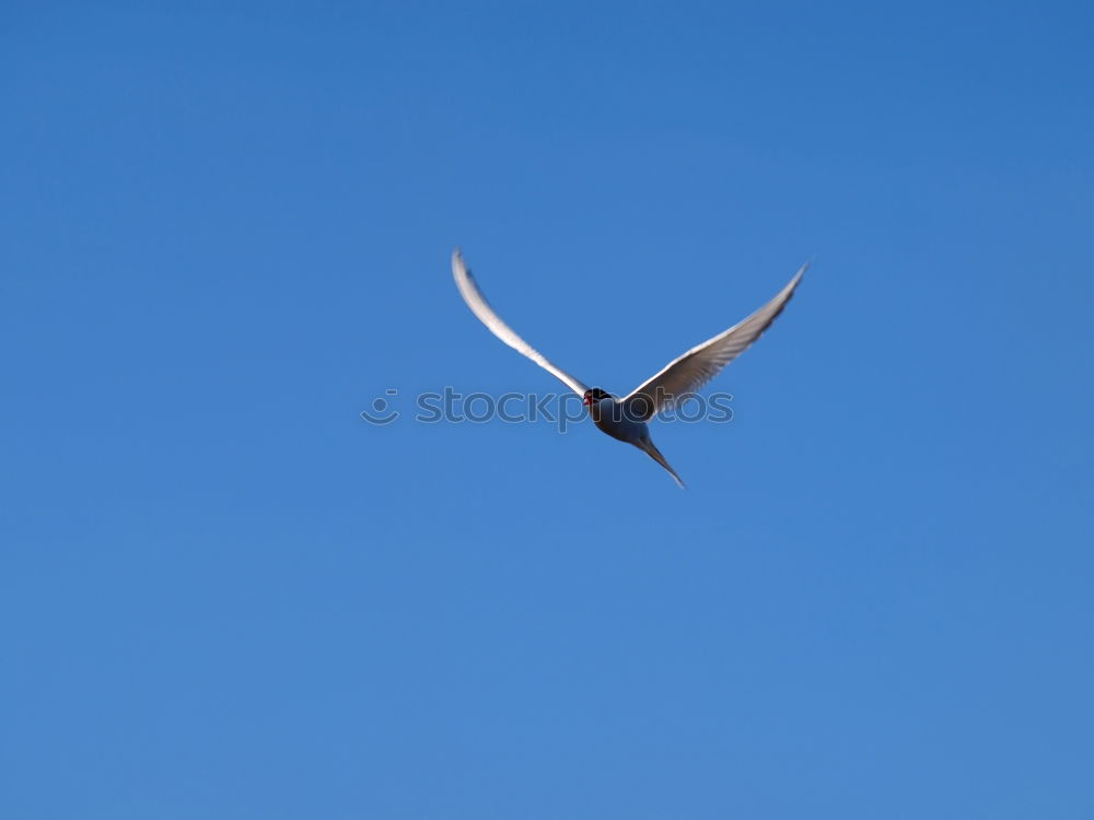 Similar – Morgenmöwe Möwe Vogel Meer