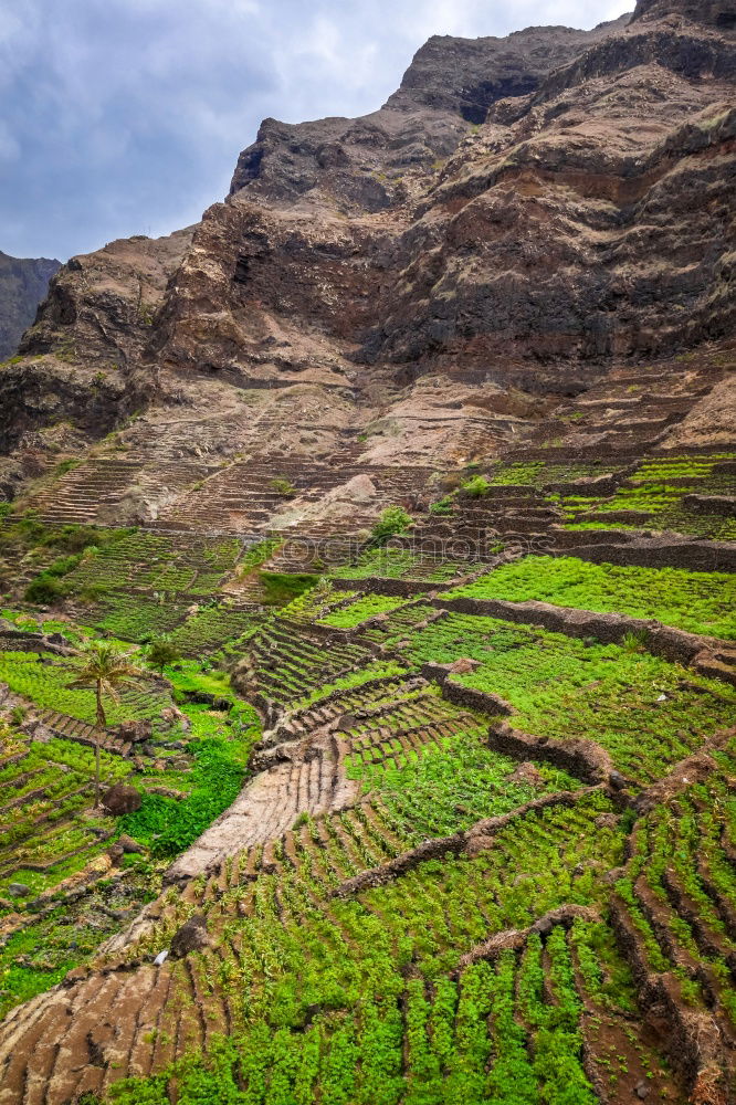 Similar – Image, Stock Photo Green Desert Environment