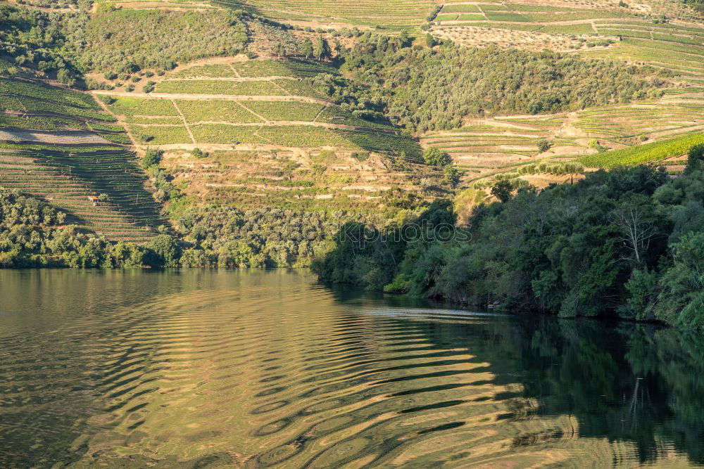 Similar – Image, Stock Photo Viticulture in the Douro Valley