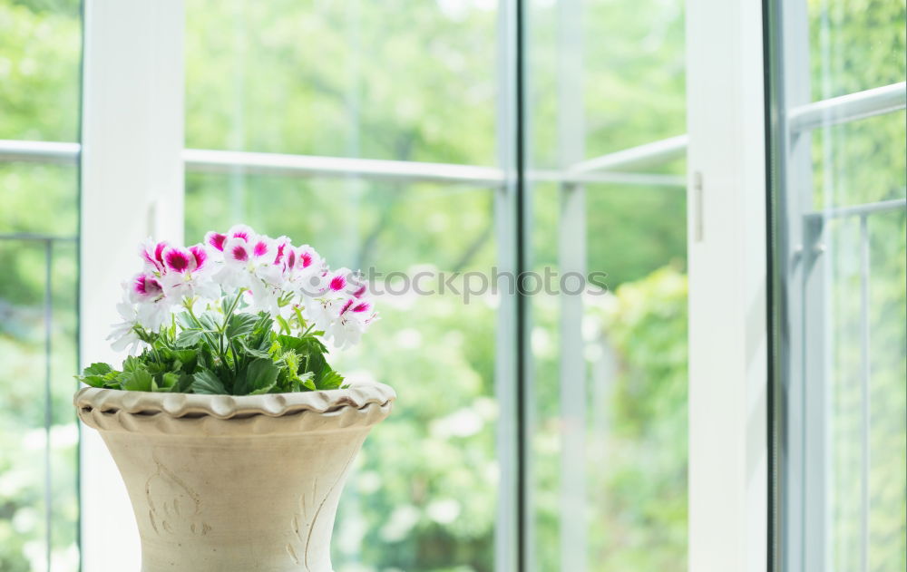 Terracotta flowerpot with geraniums at the window