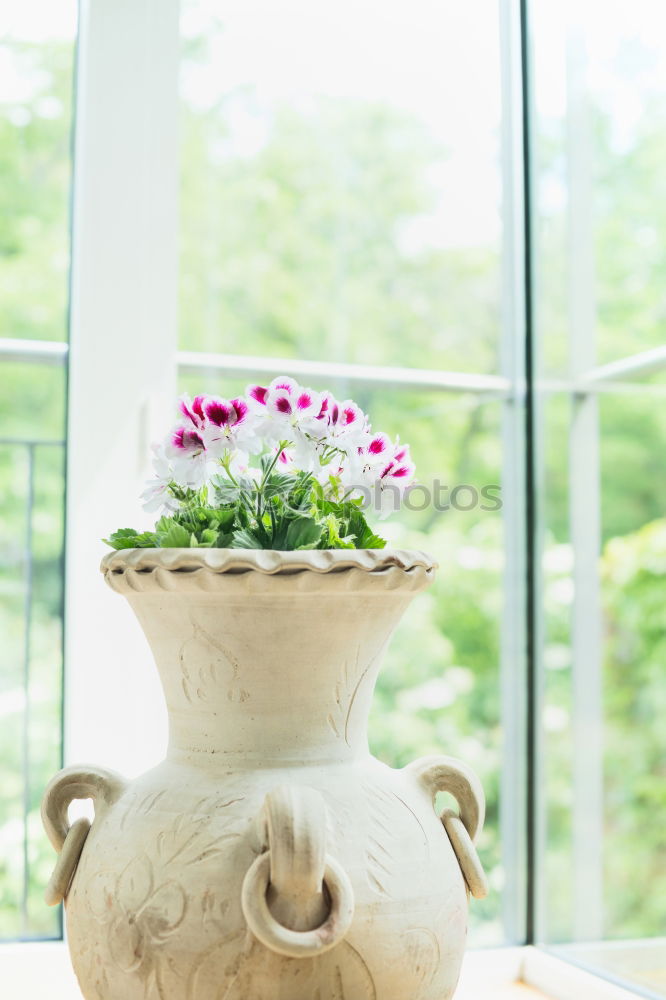 Similar – Terracotta flowerpot with geraniums at the window