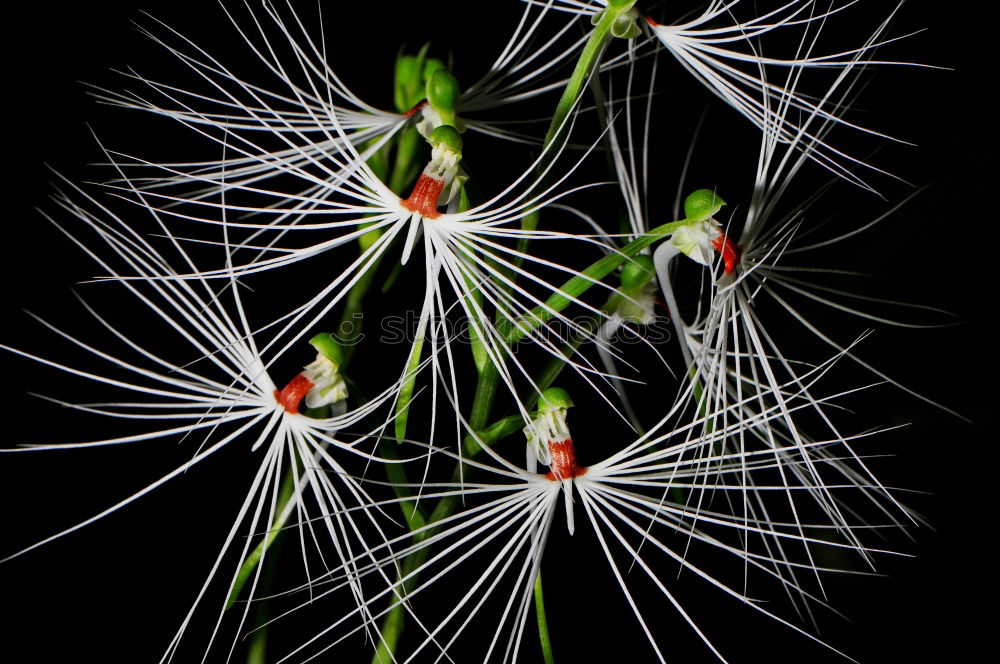 Similar – Wiese Wiesenkerbel