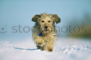 Similar – Image, Stock Photo Havanese rages in the snow