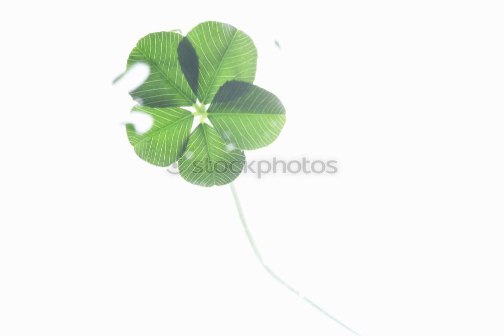 Similar – Image, Stock Photo give luck Lifestyle Design