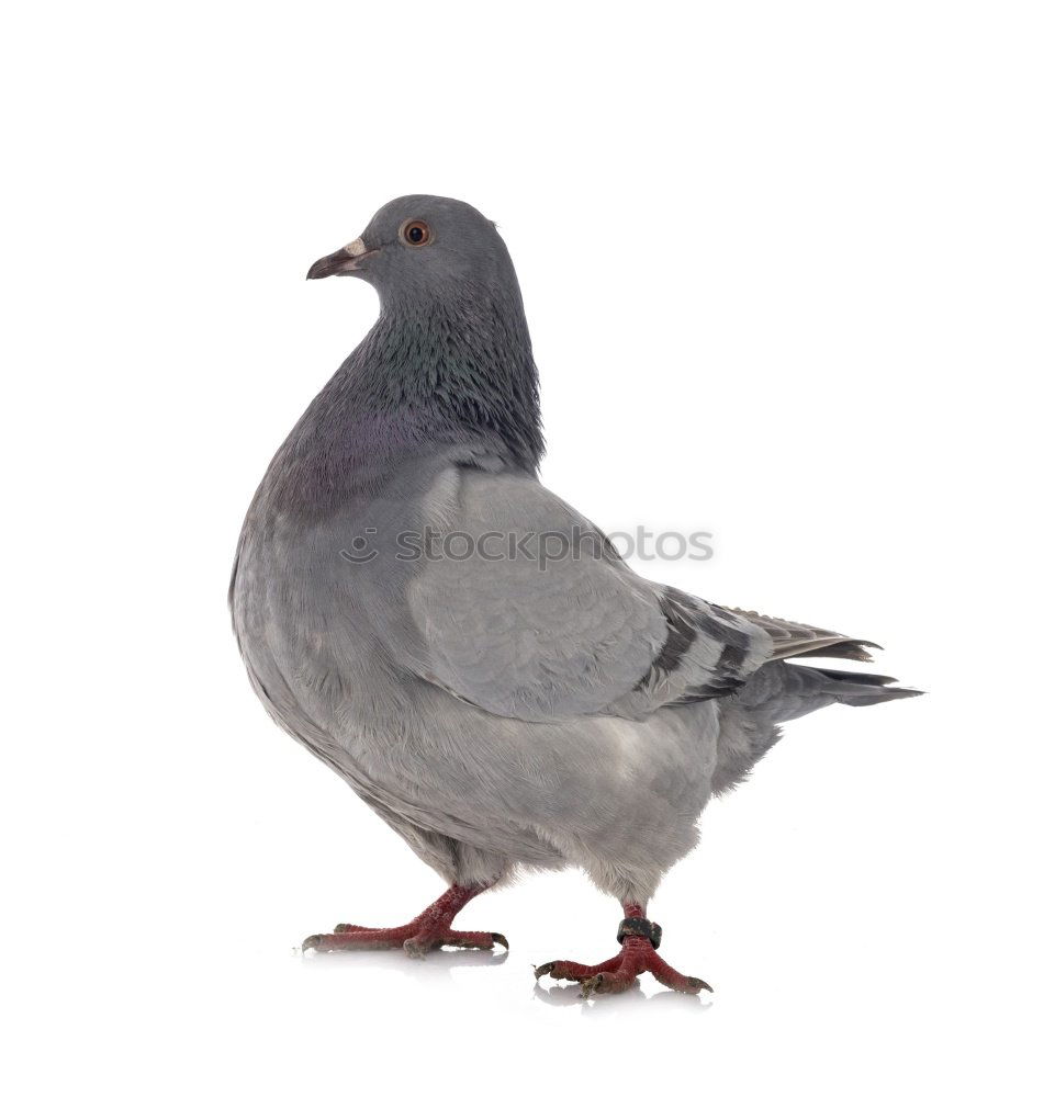 Similar – Image, Stock Photo Portrait of a wild dove