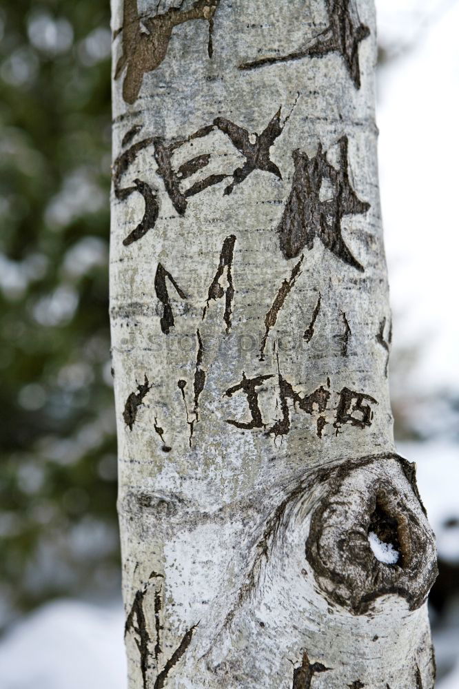 Similar – Image, Stock Photo Shadow of maple leaf on tree bark