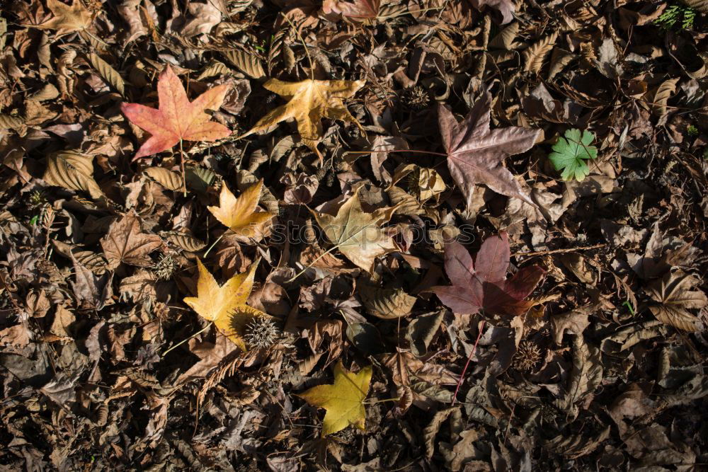 laub Natur Pflanze Blatt