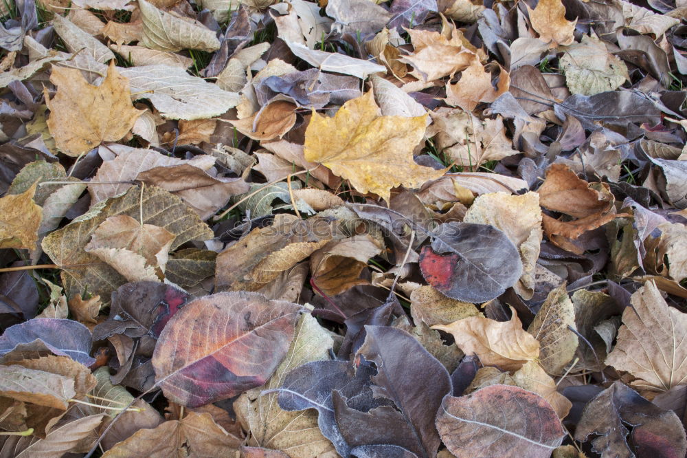 Image, Stock Photo Rime on leaves Berlin Trip