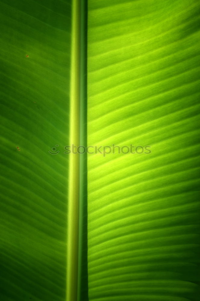 Similar – Image, Stock Photo it greenens… Green Grass