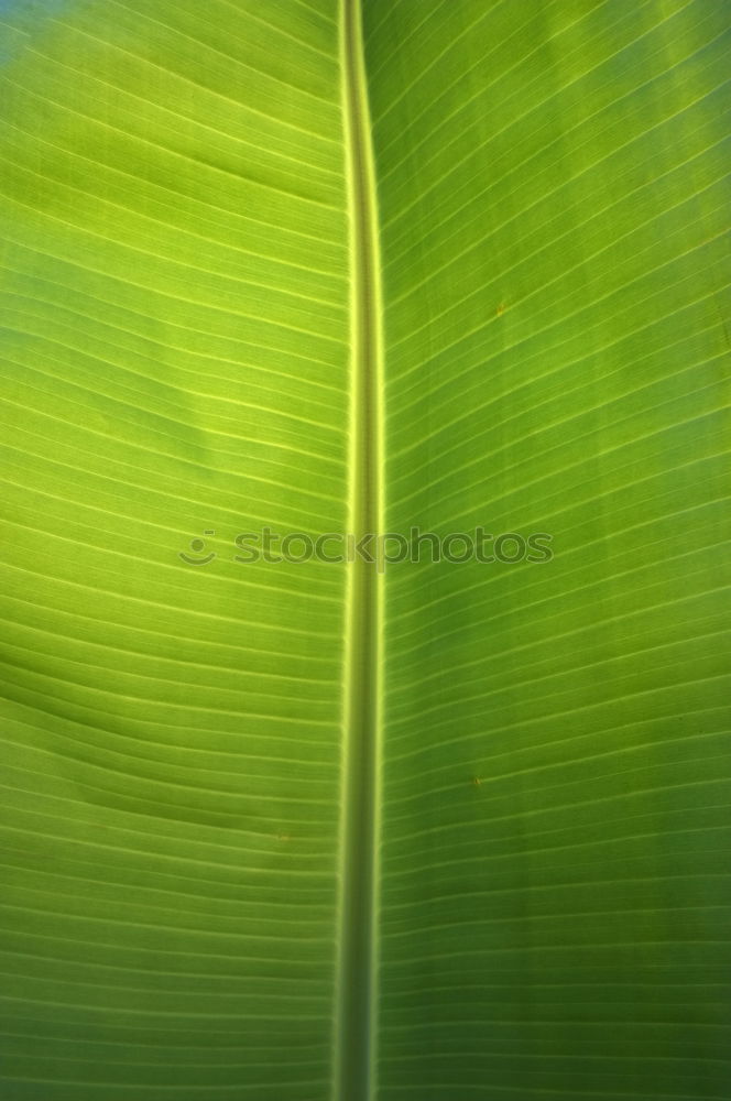 Similar – leaf green Plant