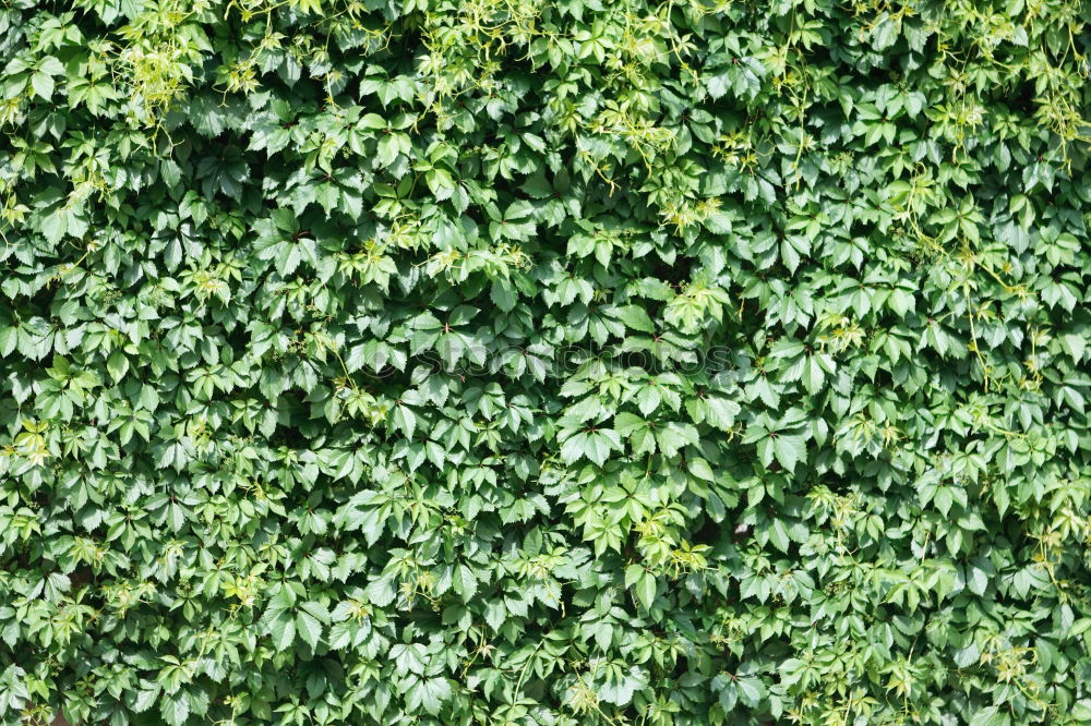 Similar – Image, Stock Photo ivy/wine wall Ivy