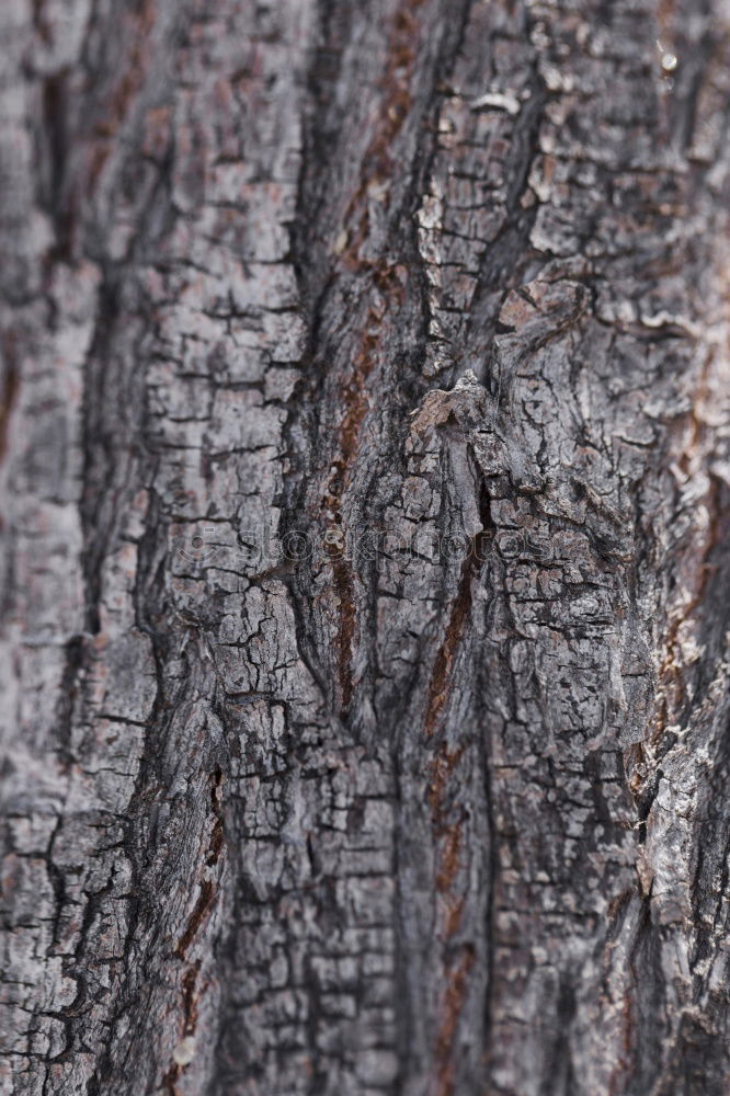 Similar – Viel Glück verloren Baum