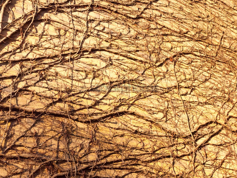 Similar – Image, Stock Photo Yarrow, caraway, fennel?