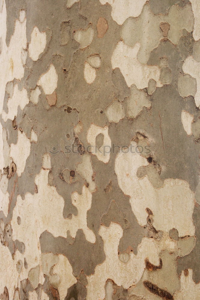 Similar – Image, Stock Photo rust Flake off Transience