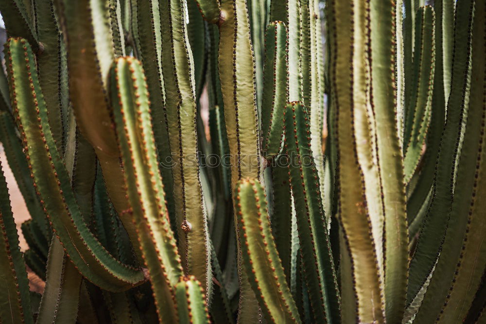 Similar – cactus groves Cactus Green