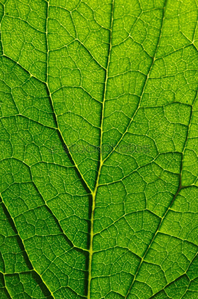 Similar – Image, Stock Photo green lung Environment