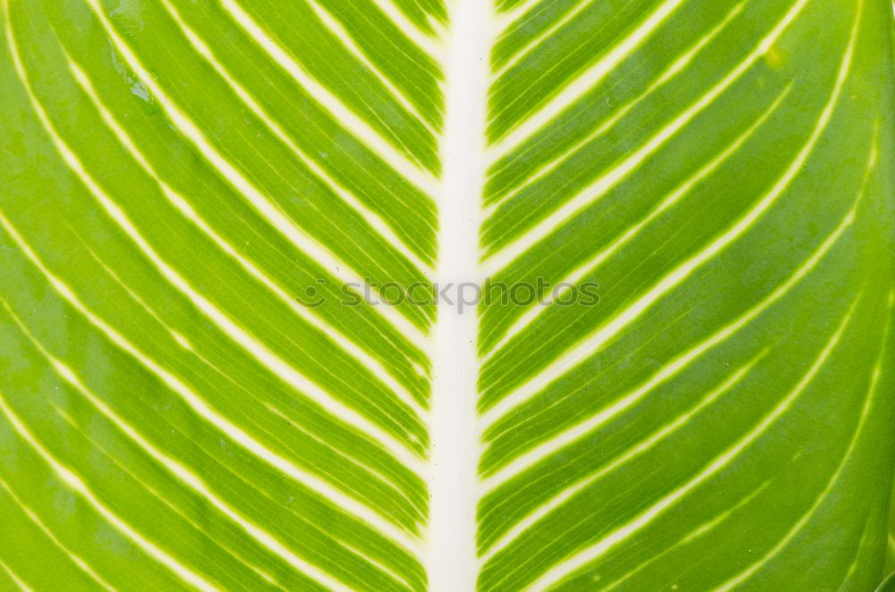 Similar – Image, Stock Photo green fern plant leaves