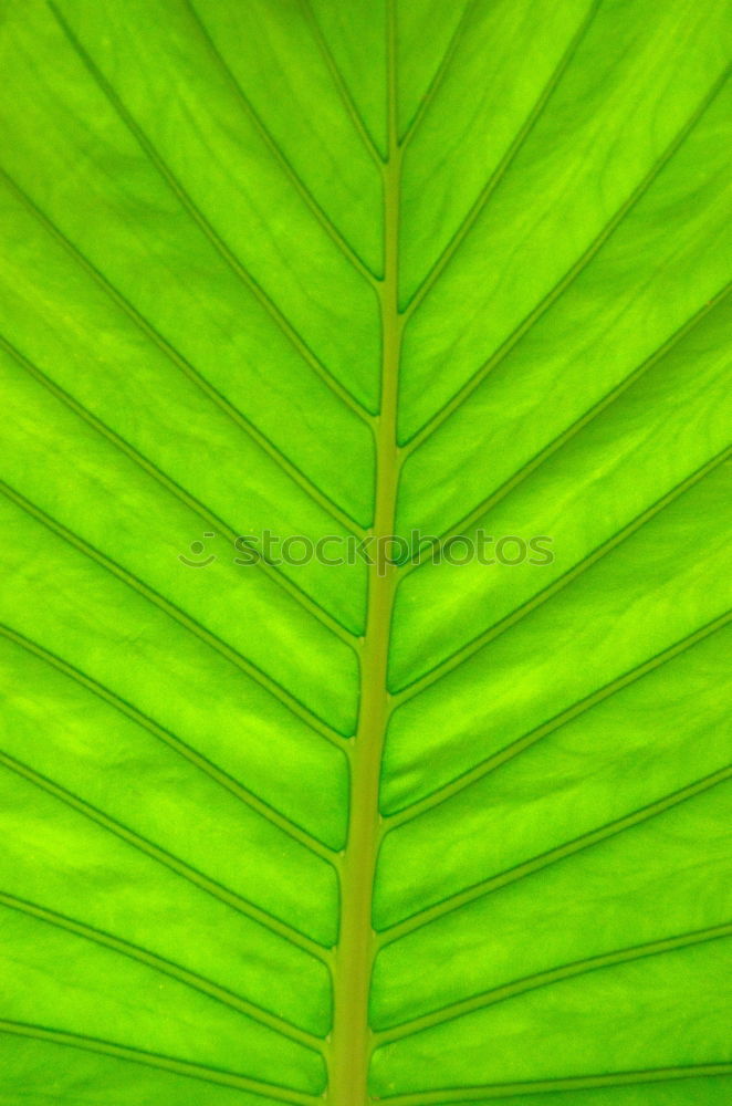 Similar – Image, Stock Photo it greenens so greenly