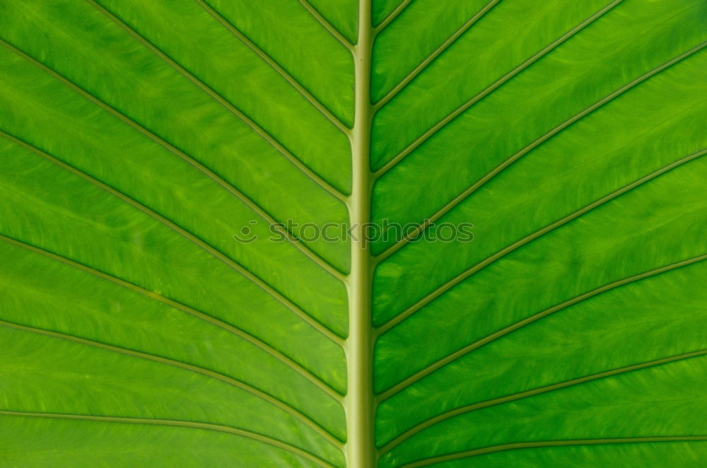 Similar – Image, Stock Photo it greenens so greenly