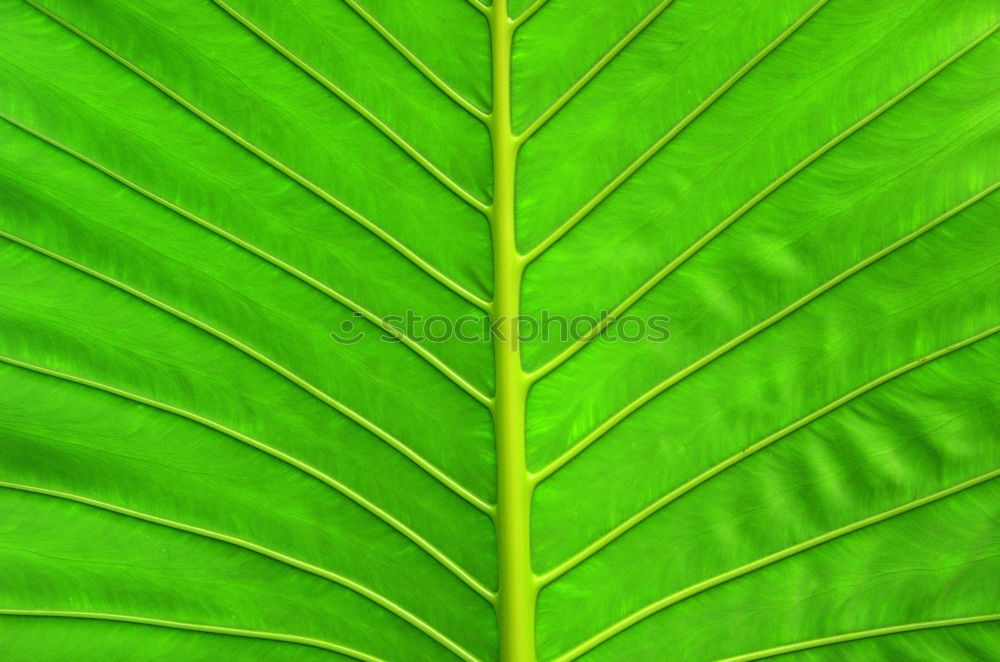 Similar – Image, Stock Photo it greenens so greenly