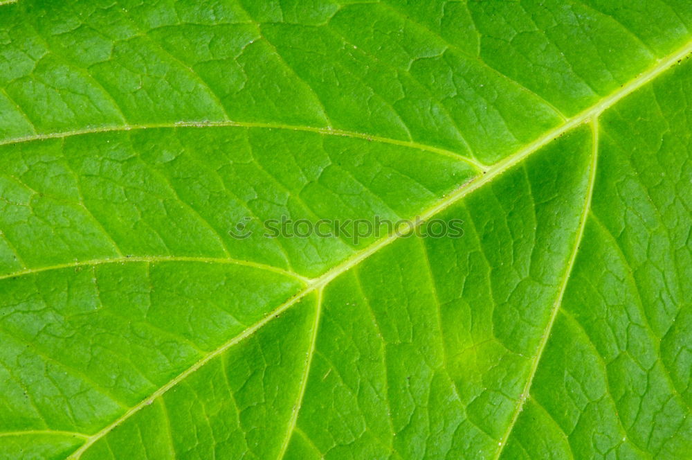 Similar – Spring leaves vol.01 Green