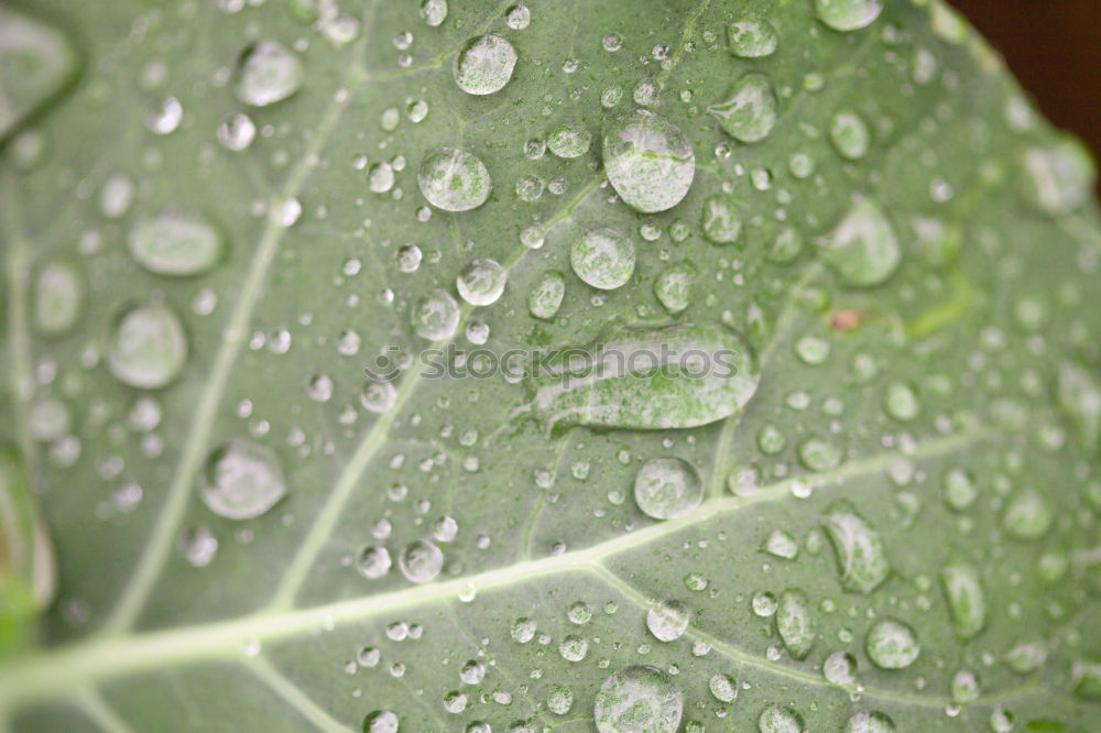 Similar – raindrops Rain Leaf Wet