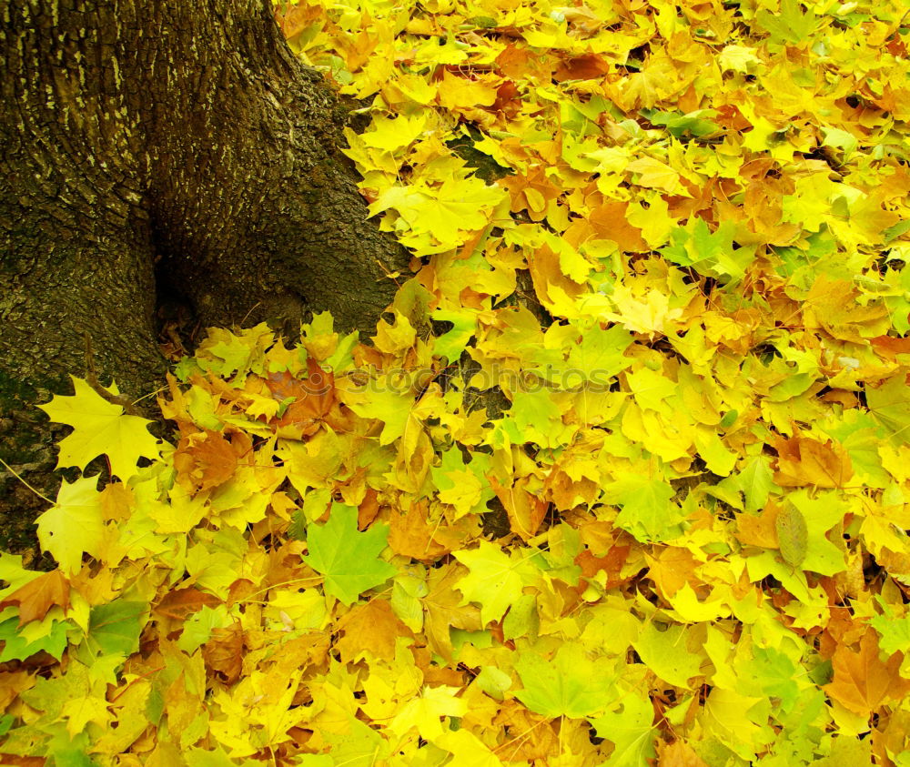 Similar – Gelber Herbst Baum Blatt