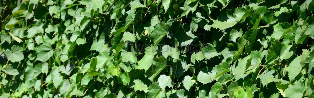 Similar – Image, Stock Photo grass Plant Grass Park