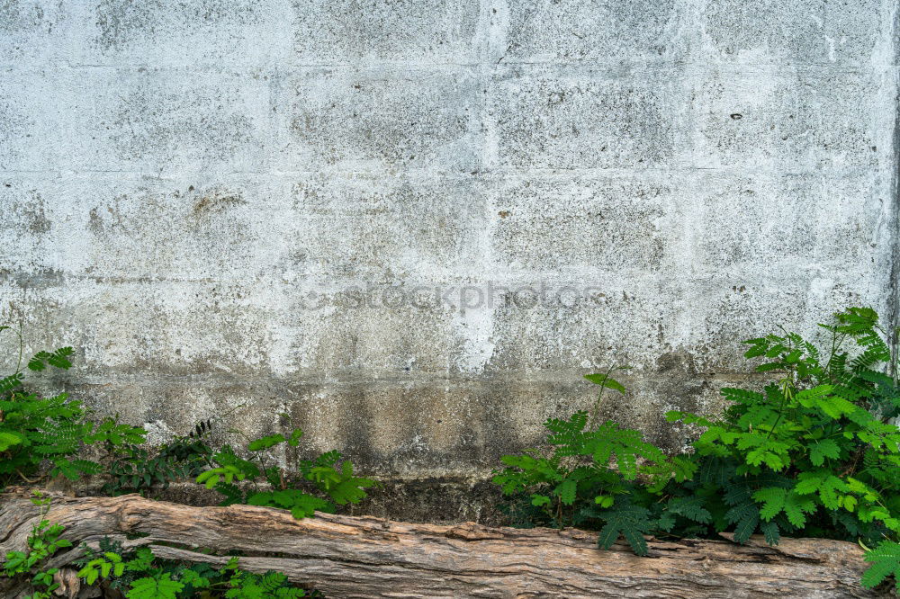 Similar – Image, Stock Photo roof garden Well-being