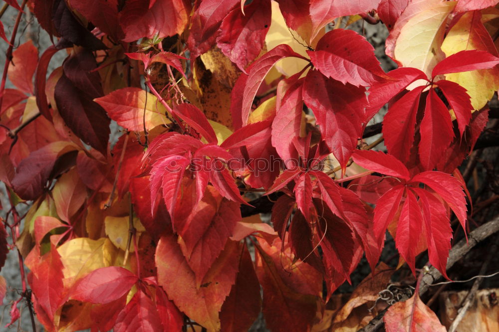 Similar – red october Leaf Red