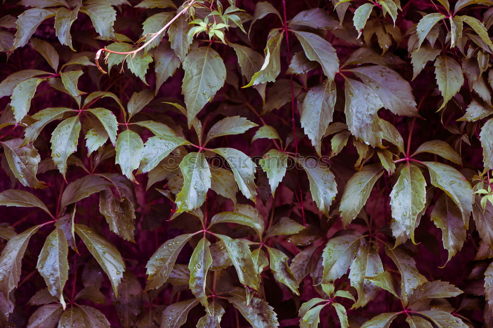 Similar – Image, Stock Photo always green (3) Nature