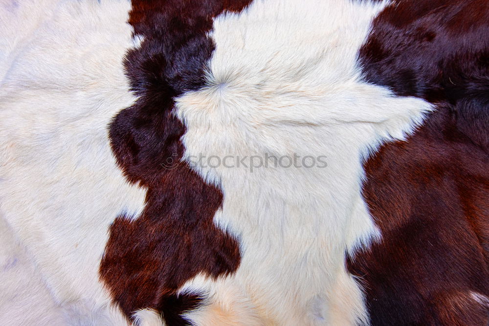 Similar – dappled Horse Pelt Dappled