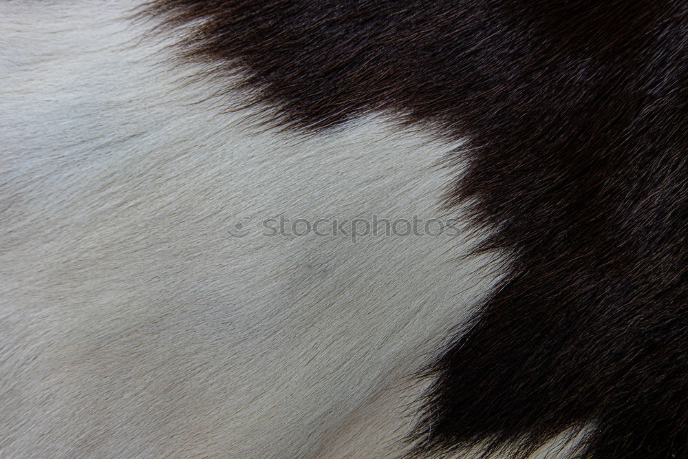 Similar – dappled Horse Pelt Dappled