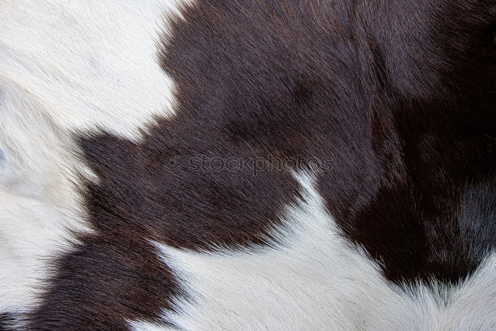 Similar – Image, Stock Photo This isn’t cowhide! Pelt