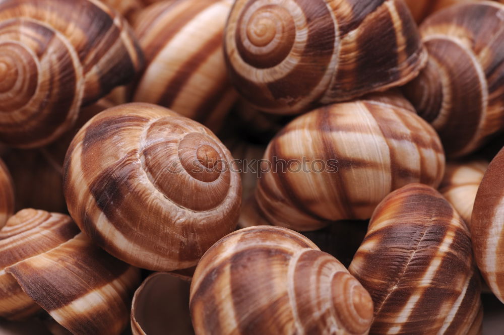 Similar – Snail Shells Design Garden