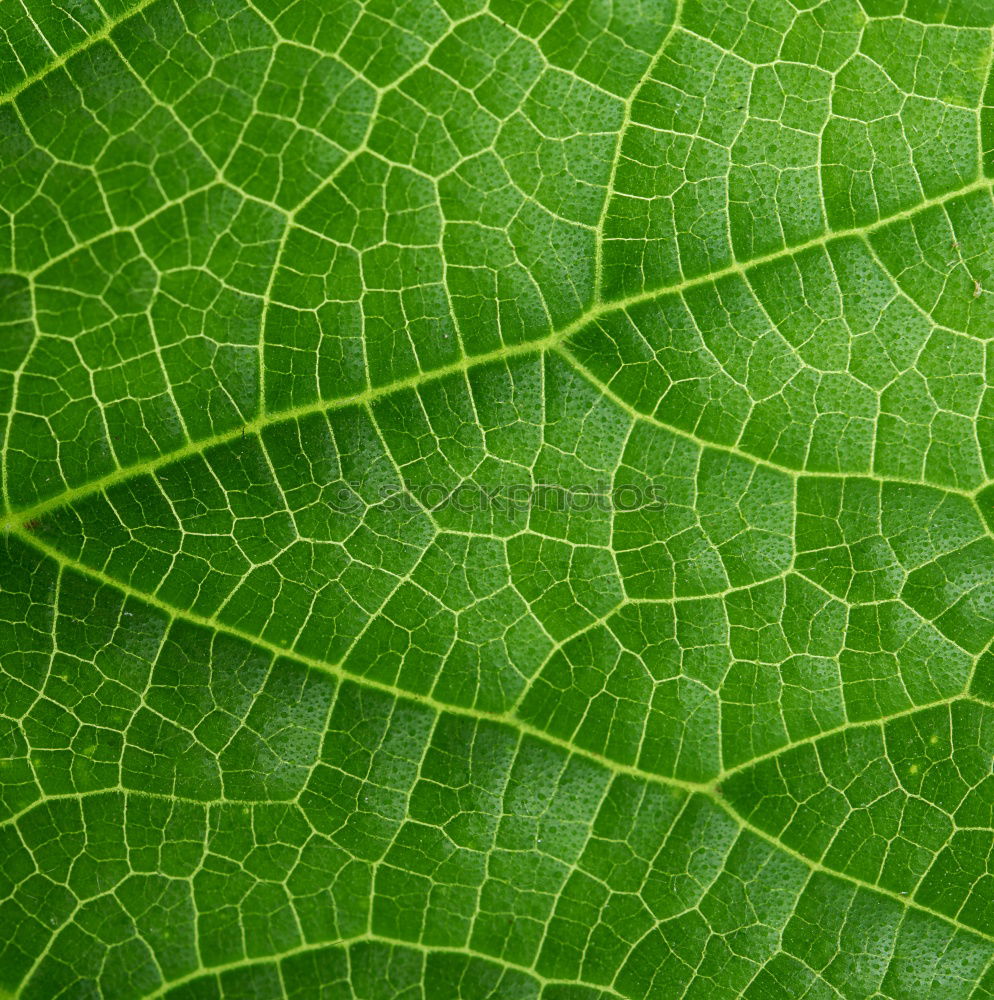 Similar – Image, Stock Photo green lung Environment