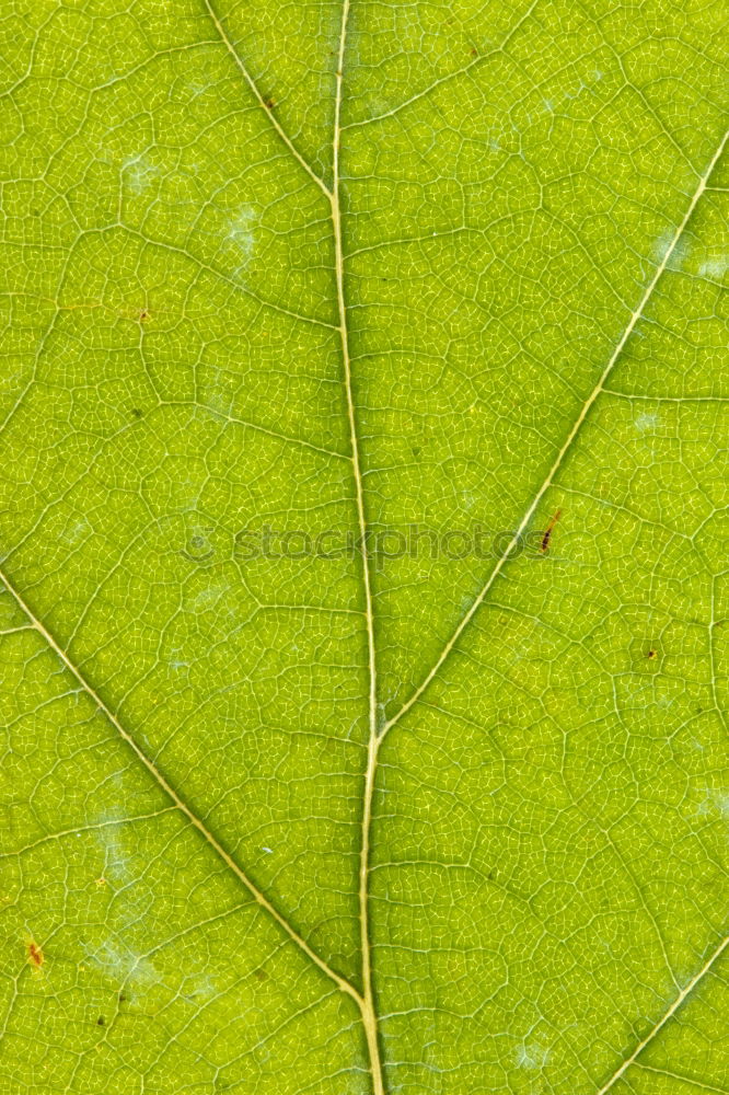 Similar – tree frog climbing on furniture