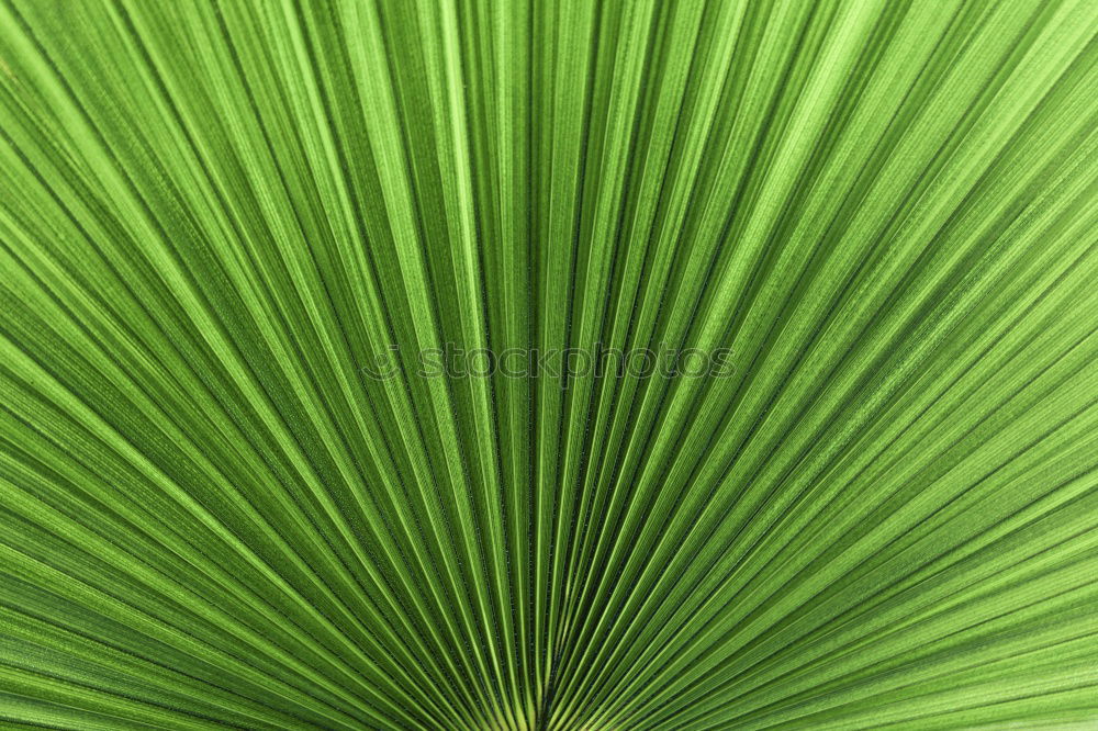 Similar – Coconut Leaf Coconut palm