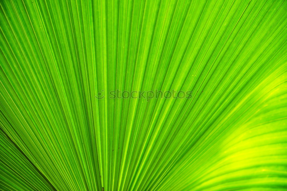 Similar – Image, Stock Photo green II Green