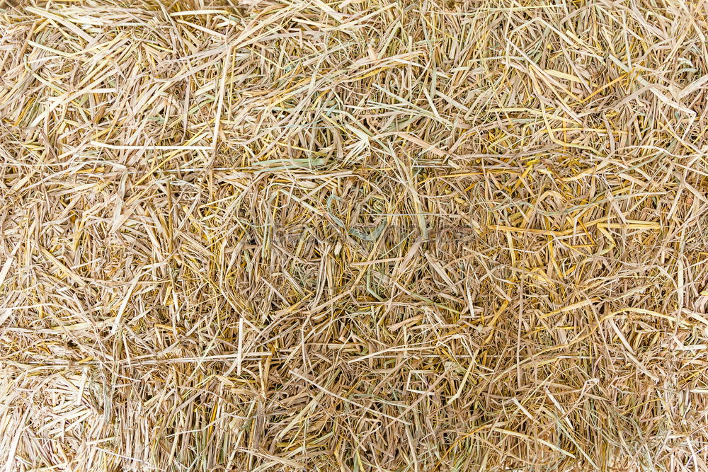 Similar – Straw Background Nature