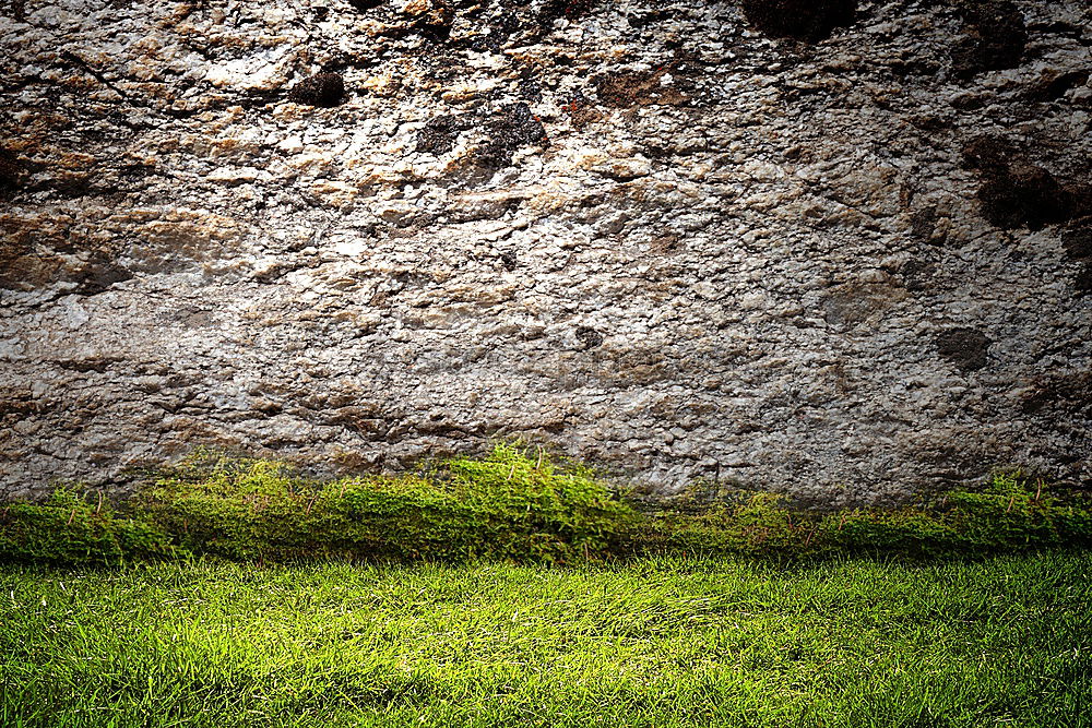 Similar – Image, Stock Photo especially green Beechnut