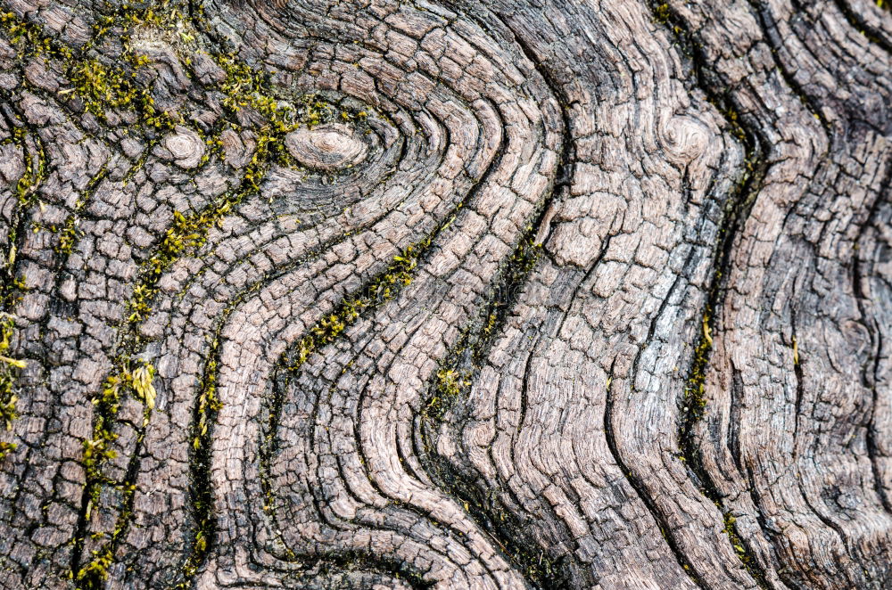 Similar – Image, Stock Photo all-clear Nature Plant