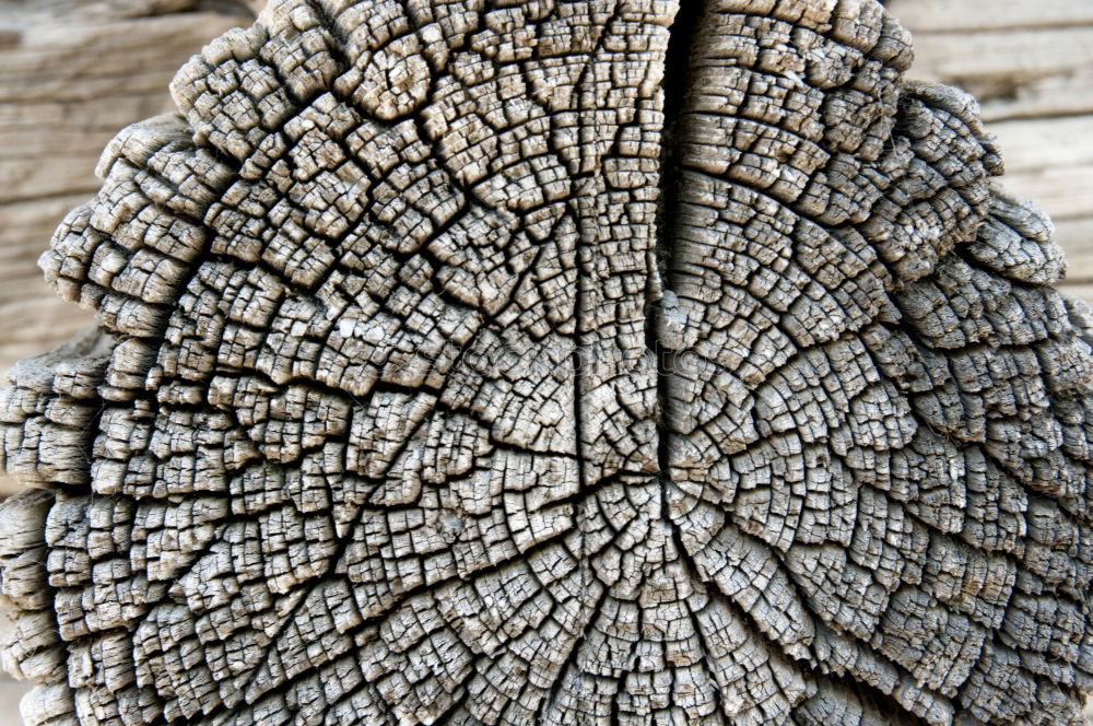 Similar – Image, Stock Photo twisted branch Laos Warped