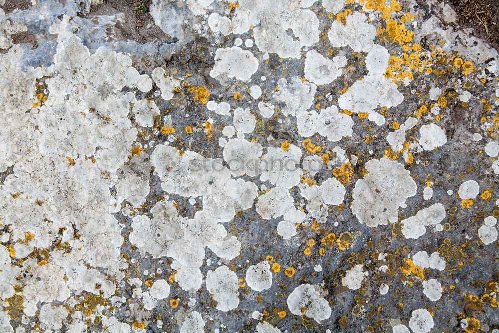 Lichen Growth Stone Plant