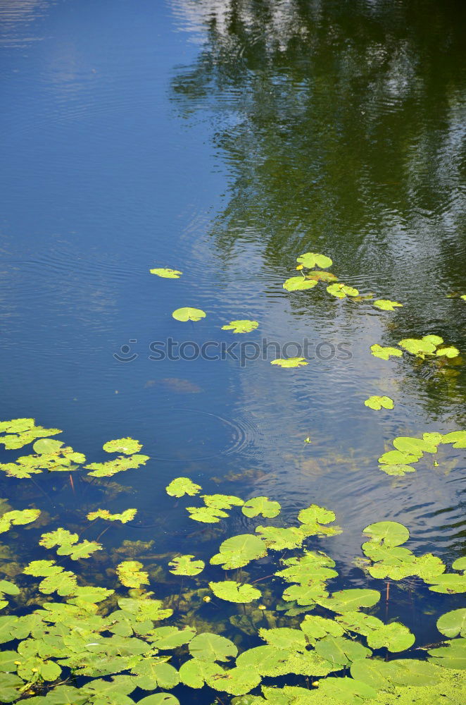 Similar – Herbstpfützenbaumkronen II