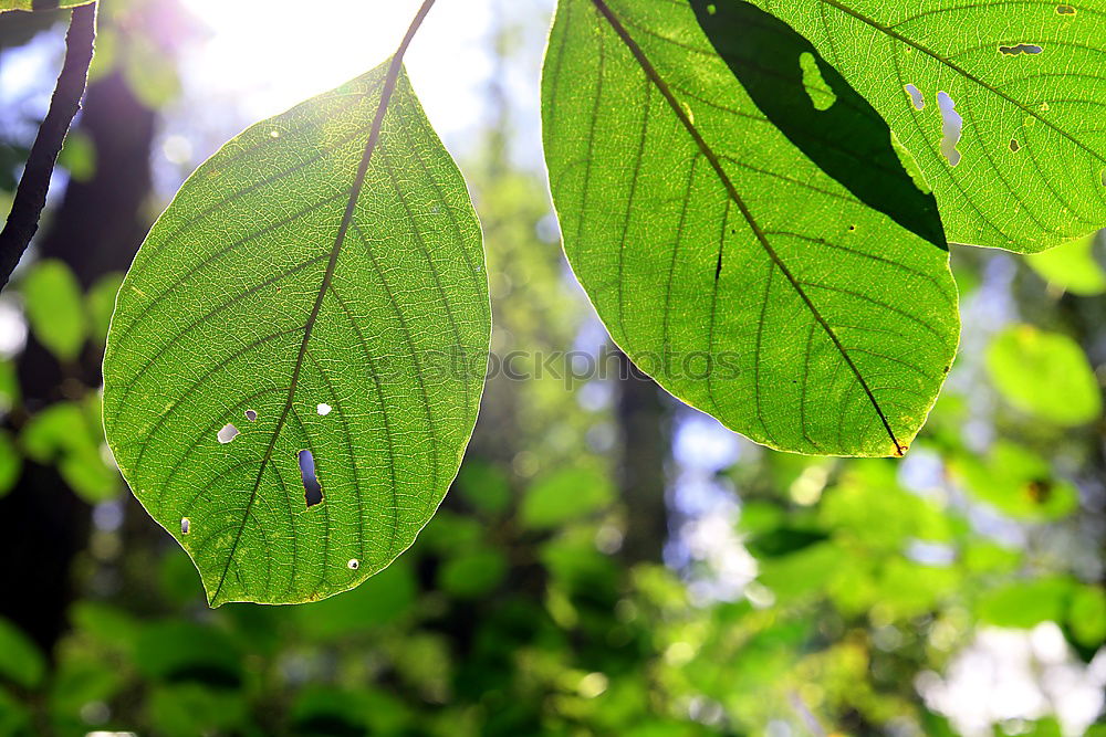 Similar – Image, Stock Photo Ginkgo 3 Nature Spring