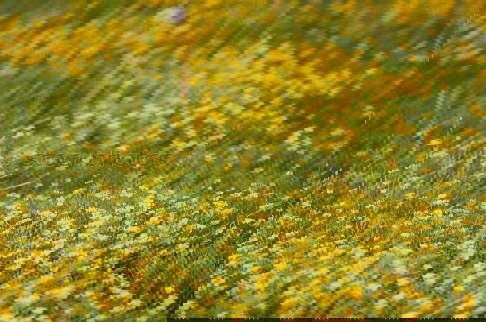 Similar – Image, Stock Photo Sun in rape Spring Flower